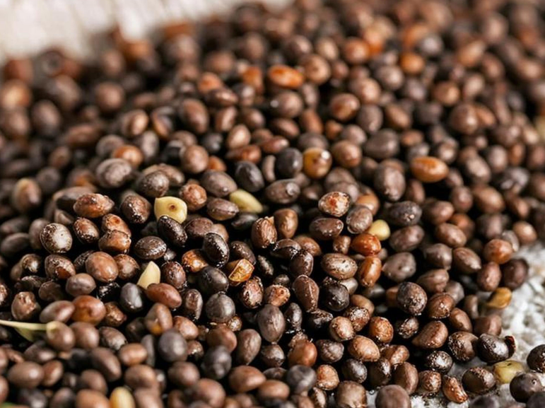Oxidized vs fresh flaxseed oil sample comparison for ALA testing