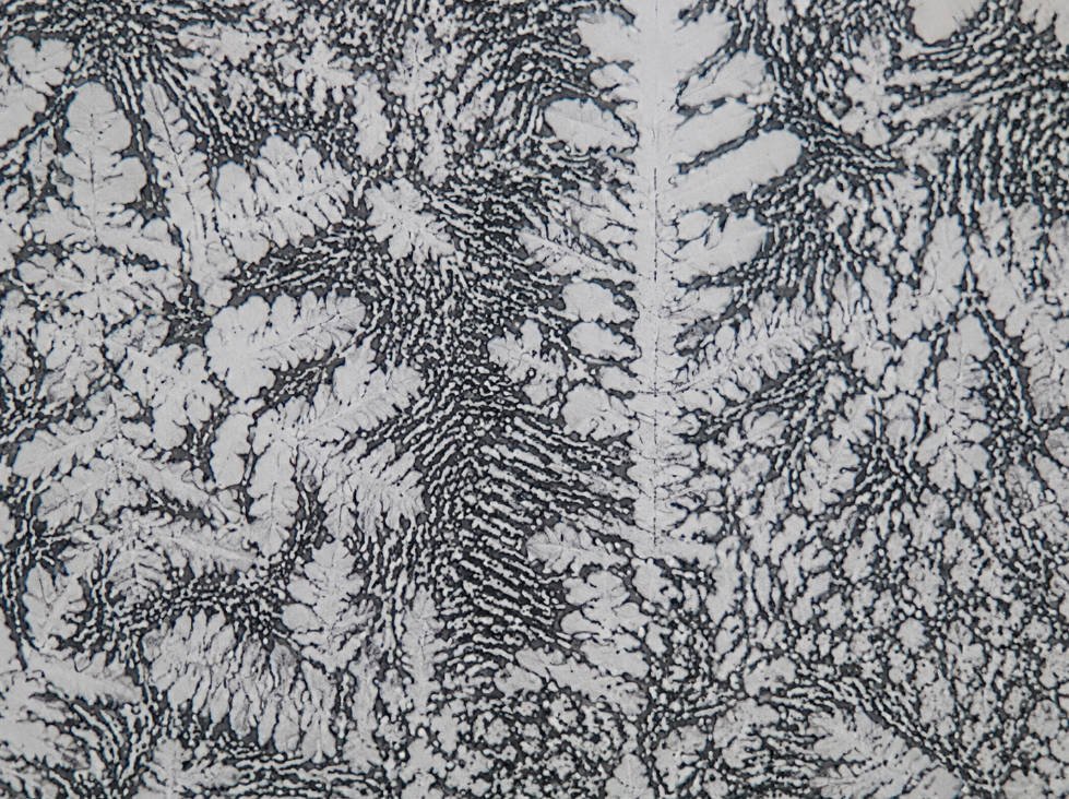 Polished and etched metallographic sample showing two-phase microstructure under optical microscope
