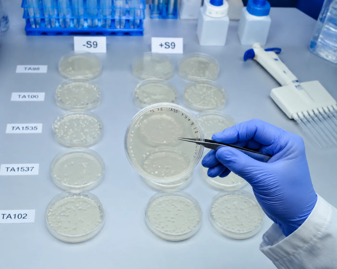 Ames test setup — Petri plates with revertant Salmonella colonies after 48-hour incubation, with and without S9 metabolic activation.